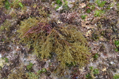 Ericaria selaginoides
