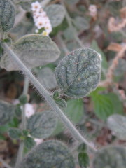 Heliotropium hirsutissimum
