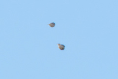 Calcarius ornatus