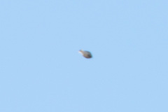 Calcarius ornatus