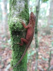 Anolis uniformis