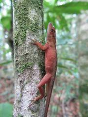 Anolis uniformis