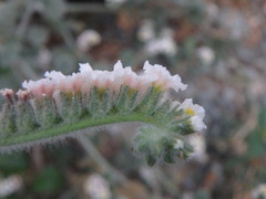 Heliotropium hirsutissimum