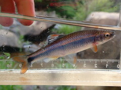 Tricolor Shiner photo 3