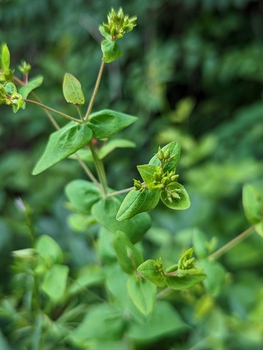 Image of Hypericum pseudomaculatum by no rights reserved