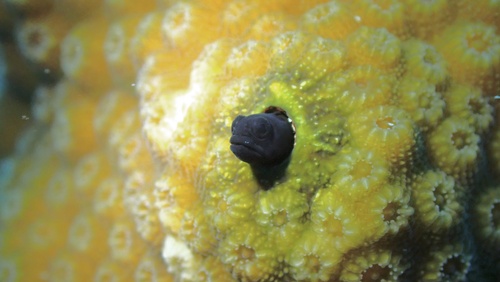 Blackhead blenny (Emblemariopsis bahamensis) — Chaenopsidae — 5