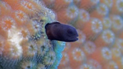 Blackhead Blenny photo 3