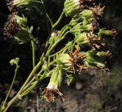 Roldana sessilifolia