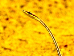 Oxybelis microphthalmus