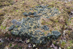 Codium effusum
