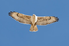 Ferruginous Hawk photo 2