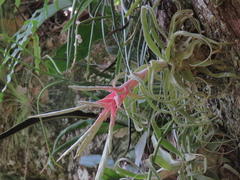 Tillandsia streptophylla