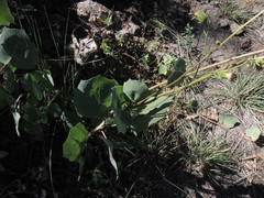 Roldana sessilifolia