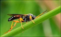 Eutanyacra licitatoria