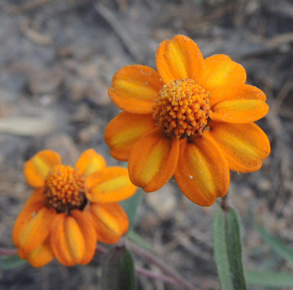 Zinnia angustifolia