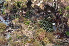 Codium decorticatum