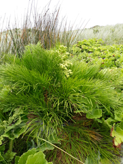 Aciphylla dieffenbachii
