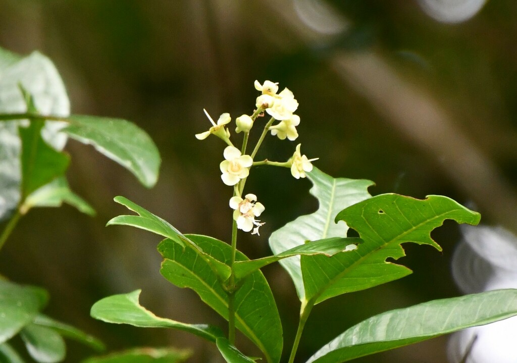 Backhousia bancroftii