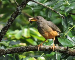 Turdus olivaceus