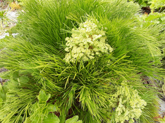 Aciphylla dieffenbachii