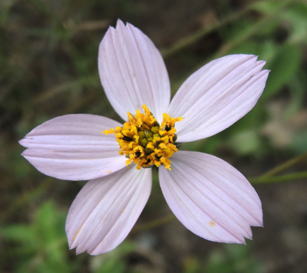 Cosmos landii