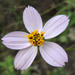 Cosmos landii - Photo (c) Chris Lloyd, algunos derechos reservados (CC BY-NC), subido por Chris Lloyd