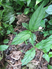 Spigelia