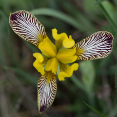 Iris variegata