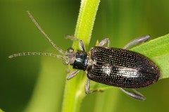 Donaciinae