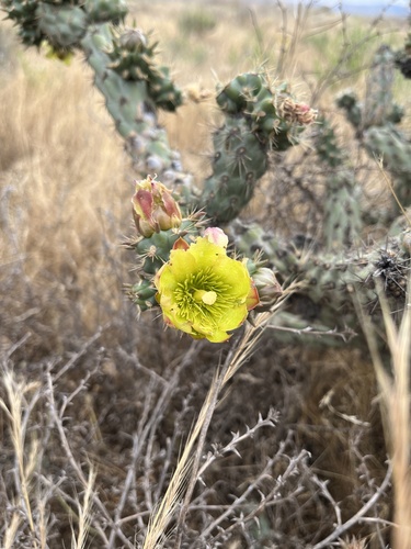 Brownspined pricklypear (Cylindropuntia bernardina)