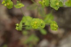 Euphorbia roemeriana