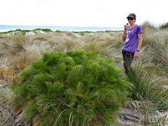 Aciphylla dieffenbachii