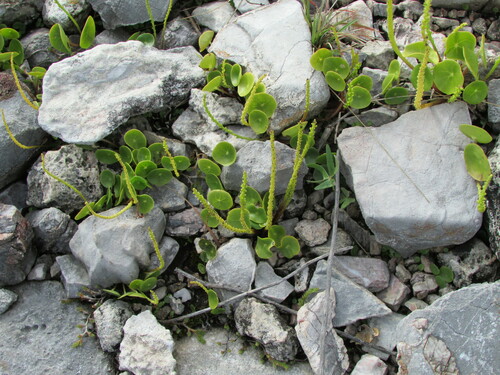 Peperomia monticola