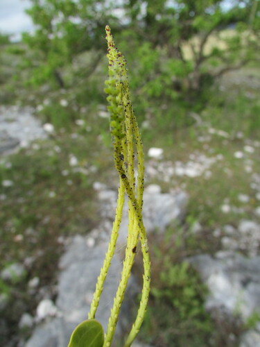 Peperomia monticola