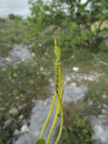 Peperomia monticola