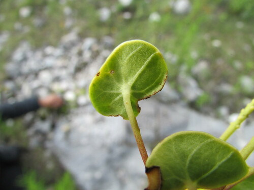 Peperomia monticola