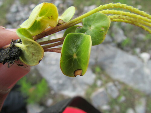 Peperomia monticola
