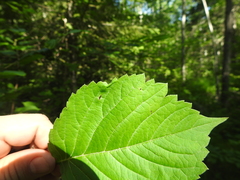 Phyllocnistis ampelopsiella