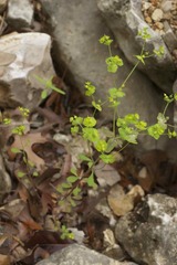 Euphorbia roemeriana