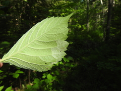 Phyllocnistis ampelopsiella