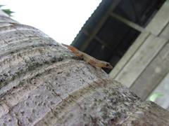 Sphaerodactylus
