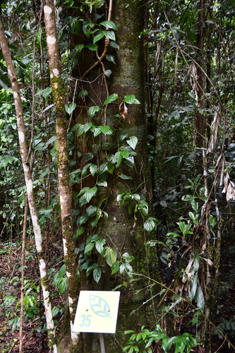 Image of Carnarvonia araliifolia by (c) Thomas Mesaglio, some rights reserved (CC BY)