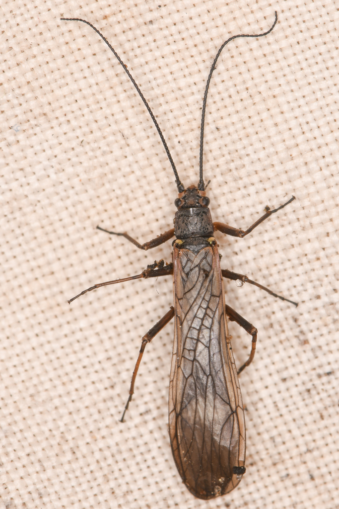 Yosemite Willowfly