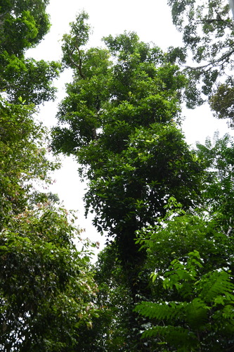 Image of Carnarvonia araliifolia by (c) Thomas Mesaglio, some rights reserved (CC BY)