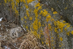 Larus michahellis
