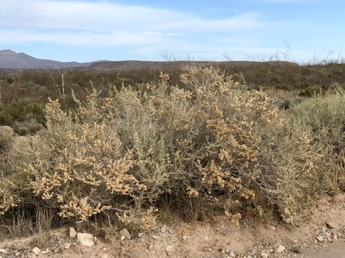 Fourwing Saltbush