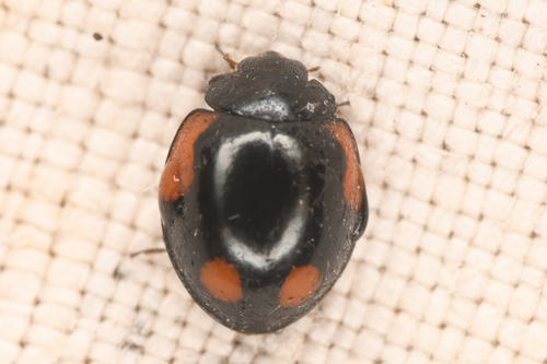 Exochomus californicus photo 3