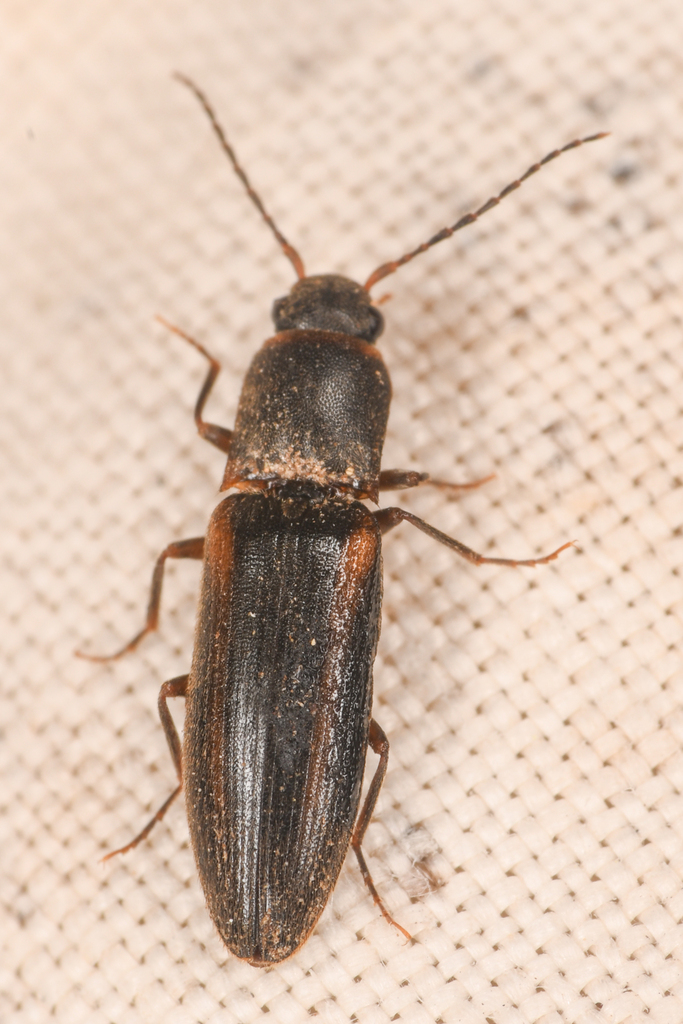 Dalopius mutabilis