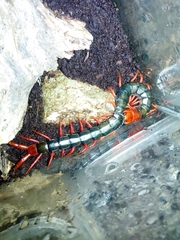 Cormocephalus nitidus