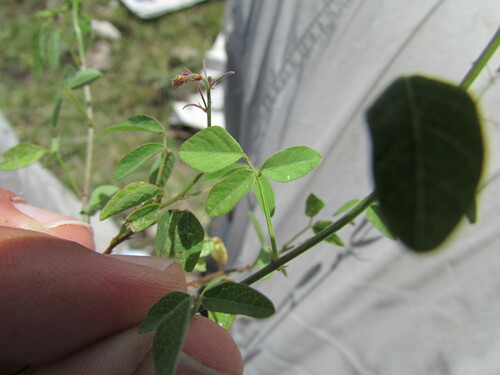 Image of Desmodium procumbens by (c) Carlos Martorell, some rights reserved (CC BY)